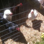 Quarter Flock In the Sun