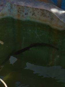 Rainbow Trout in IBC tank