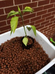 Pepper plant in Net-pot with Hydroton