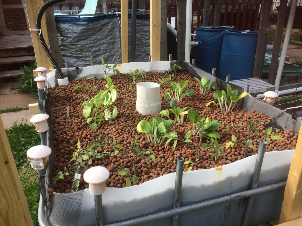 Flood-and-drain media bed; tomato plants, basil plants, pak-choi plants