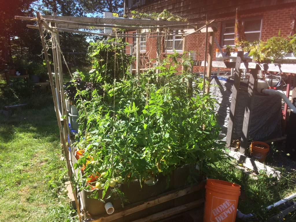 Aquaponics media Growbed with gravel, using the "Dutch Bucket In Buckets" design concept.