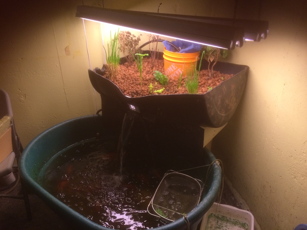 Basement Aquaponics 450L