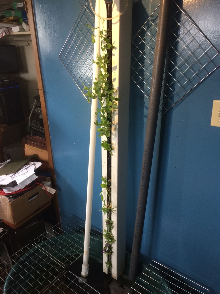 1.5M ZipGrow Tower, with Sweetpeas, Northern Lights Rainbow Chard, and a flowering ground creeper.