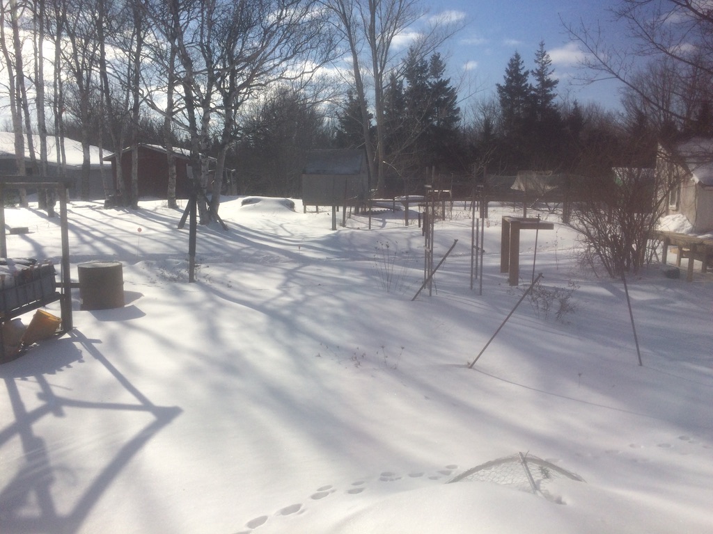 Snowy backyard, Morell, PE.  Chicken coop is buttoned up tight against the cold, -18c.  Not great backyard aquaponics weather.