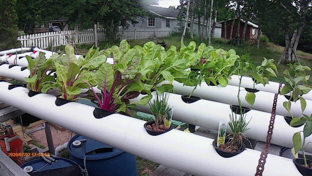 100mm grow-pipes with chives, chard, beans and more.