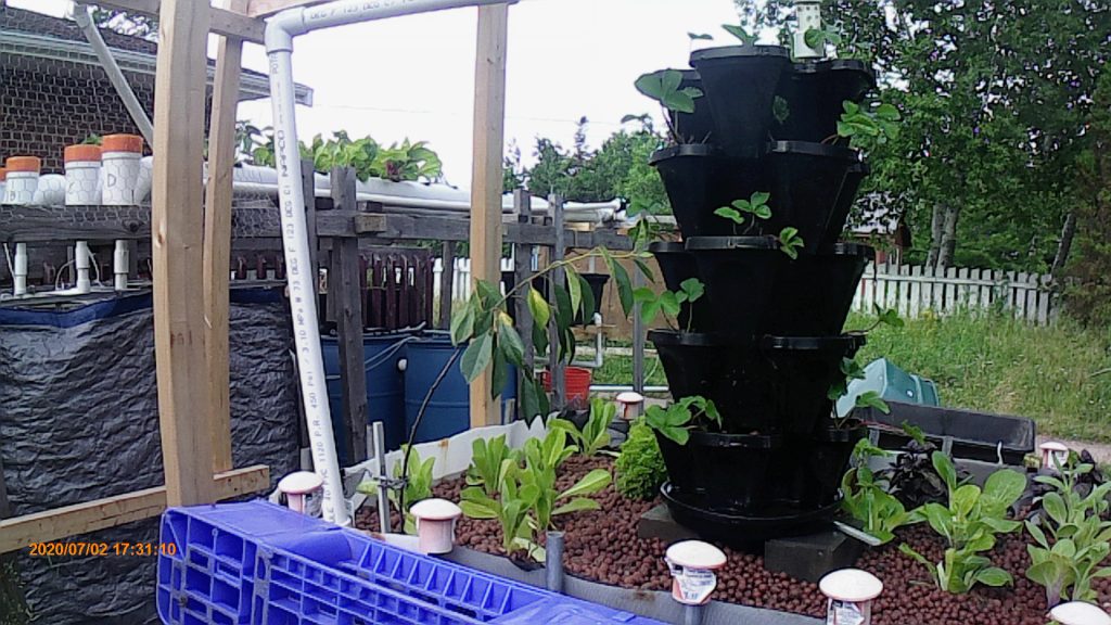 Early July, 2020, Aquaponics system grow tower, media bed and grow-pipes.